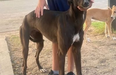 GALGA (1)