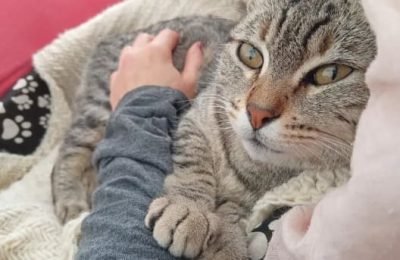GATO (1)