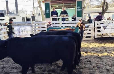 TOROS (1)