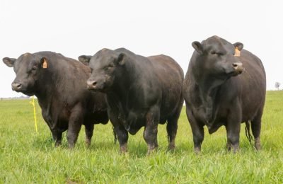 TOROS ANASTASIO2