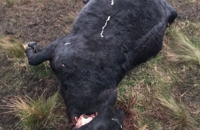 animal