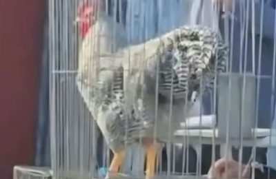 gallo (1)