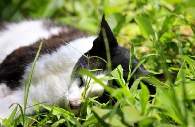 gato (1)