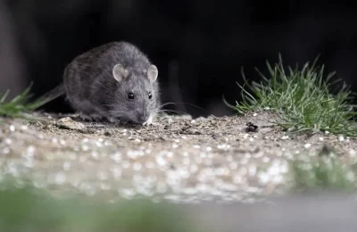 hantavirus