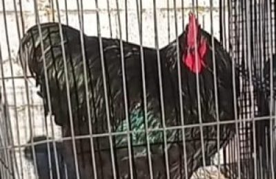 orpington negro