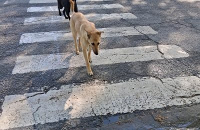 perros
