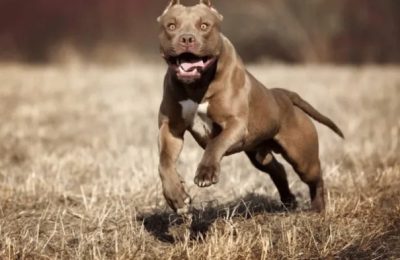 pitbull