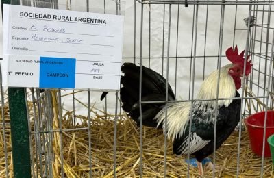 pollo1 (1)
