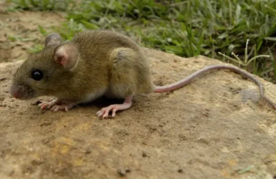 raton-hantavirus