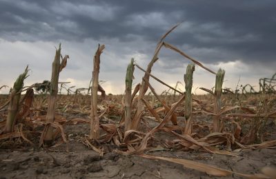 Rain clouds move over the remnants of parched cornstalks on Aug. 22 near Wiley, Colo. A summer storm came too late to help farmers whose crops were decimated in the wide zone of exceptional drought in Colorado's eastern plains.