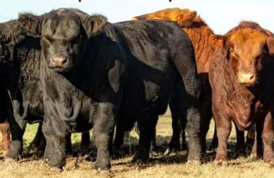 torosLOSZORZALEZ (1)
